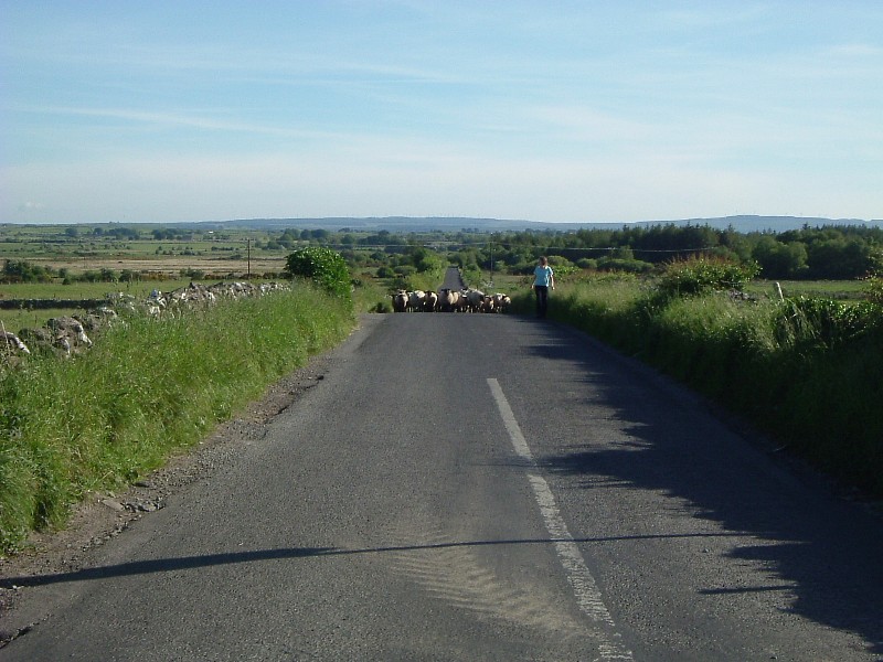 Rush Hour, 5 km north of Loughrea